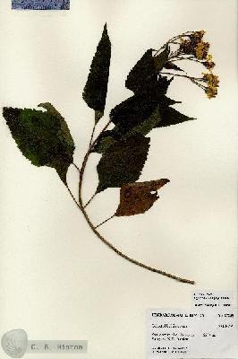 URN_catalog_HBHinton_herbarium_27269.jpg.jpg