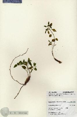URN_catalog_HBHinton_herbarium_27272.jpg.jpg