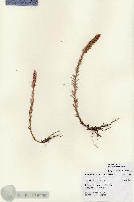 URN_catalog_HBHinton_herbarium_27284.jpg.jpg
