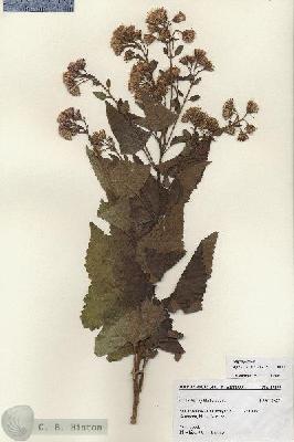 URN_catalog_HBHinton_herbarium_27279.jpg.jpg