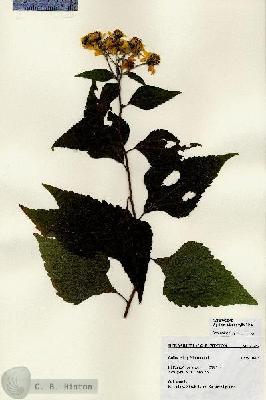URN_catalog_HBHinton_herbarium_27282.jpg.jpg