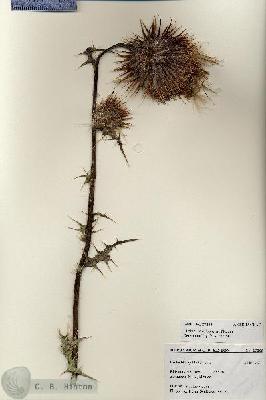 URN_catalog_HBHinton_herbarium_27283.jpg.jpg
