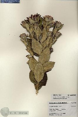 URN_catalog_HBHinton_herbarium_27285.jpg.jpg
