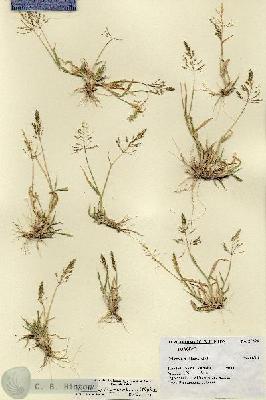 URN_catalog_HBHinton_herbarium_27294.jpg.jpg