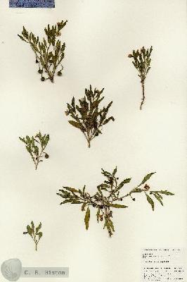 URN_catalog_HBHinton_herbarium_25483.jpg.jpg