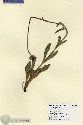 URN_catalog_HBHinton_herbarium_25485.jpg.jpg