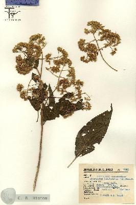 URN_catalog_HBHinton_herbarium_2551.jpg.jpg