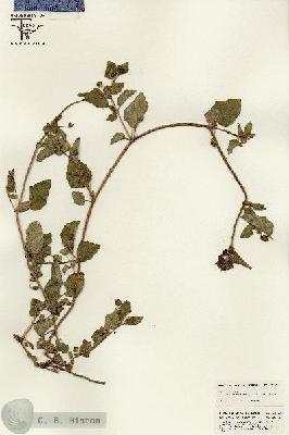 URN_catalog_HBHinton_herbarium_25520.jpg.jpg