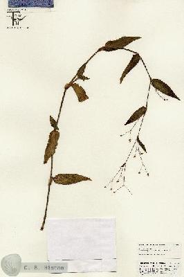 URN_catalog_HBHinton_herbarium_25528.jpg.jpg