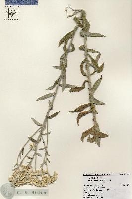 URN_catalog_HBHinton_herbarium_25564.jpg.jpg