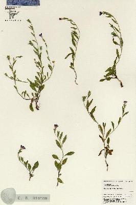 URN_catalog_HBHinton_herbarium_25568.jpg.jpg