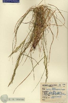 URN_catalog_HBHinton_herbarium_2734.jpg.jpg