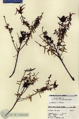 URN_catalog_HBHinton_herbarium_27340.jpg.jpg