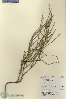 URN_catalog_HBHinton_herbarium_27458.jpg.jpg