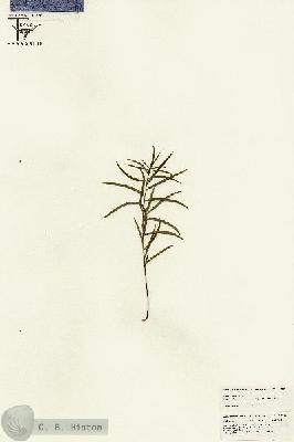 URN_catalog_HBHinton_herbarium_25590.jpg.jpg