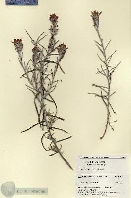 URN_catalog_HBHinton_herbarium_27463.jpg.jpg
