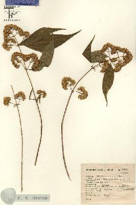 URN_catalog_HBHinton_herbarium_2562.jpg.jpg