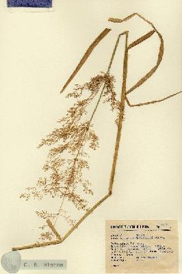 URN_catalog_HBHinton_herbarium_2739.jpg.jpg