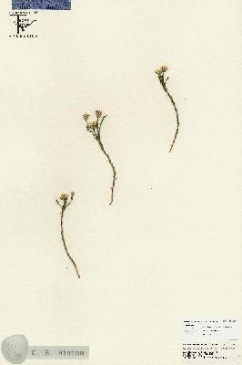 URN_catalog_HBHinton_herbarium_25765.jpg.jpg