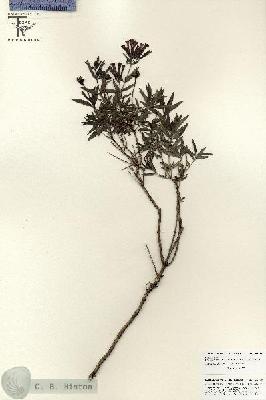 URN_catalog_HBHinton_herbarium_25839.jpg.jpg