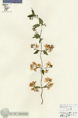 URN_catalog_HBHinton_herbarium_25856.jpg.jpg