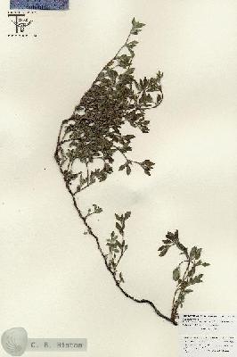 URN_catalog_HBHinton_herbarium_25858.jpg.jpg