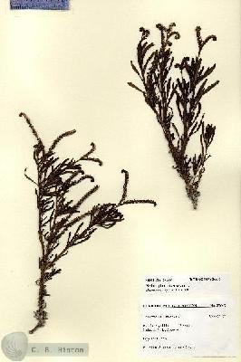 URN_catalog_HBHinton_herbarium_27607.jpg.jpg