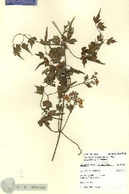 URN_catalog_HBHinton_herbarium_27608.jpg.jpg
