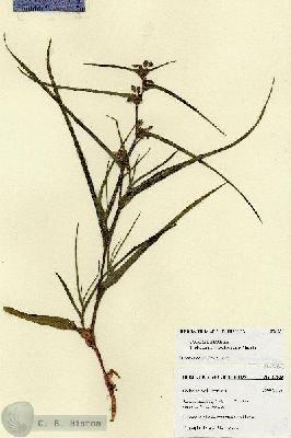 URN_catalog_HBHinton_herbarium_27623.jpg.jpg