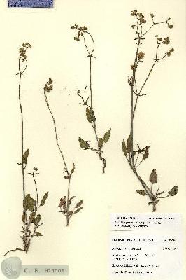 URN_catalog_HBHinton_herbarium_27624.jpg.jpg