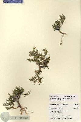 URN_catalog_HBHinton_herbarium_27628.jpg.jpg
