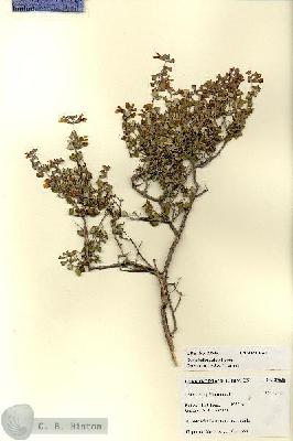 URN_catalog_HBHinton_herbarium_27635.jpg.jpg