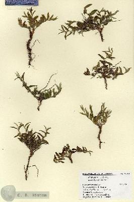 URN_catalog_HBHinton_herbarium_27639.jpg.jpg