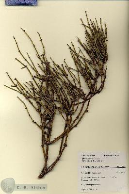 URN_catalog_HBHinton_herbarium_27665.jpg.jpg