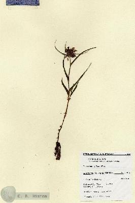 URN_catalog_HBHinton_herbarium_27678.jpg.jpg