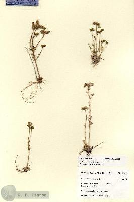 URN_catalog_HBHinton_herbarium_27679.jpg.jpg