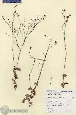 URN_catalog_HBHinton_herbarium_27694.jpg.jpg
