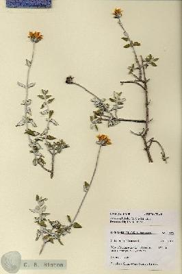 URN_catalog_HBHinton_herbarium_27695.jpg.jpg