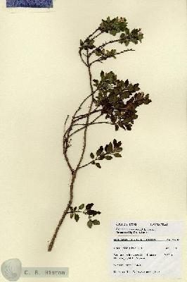 URN_catalog_HBHinton_herbarium_27702.jpg.jpg