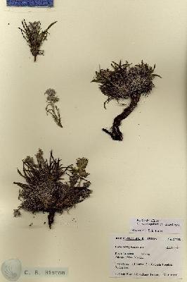 URN_catalog_HBHinton_herbarium_27712.jpg.jpg