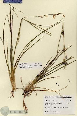 URN_catalog_HBHinton_herbarium_27715.jpg.jpg