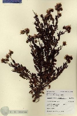 URN_catalog_HBHinton_herbarium_27720.jpg.jpg