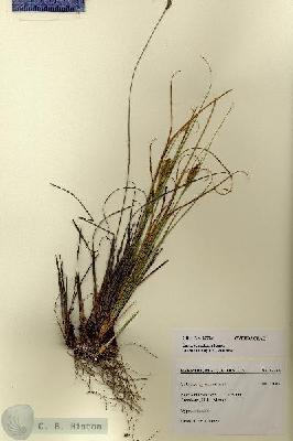 URN_catalog_HBHinton_herbarium_27724.jpg.jpg