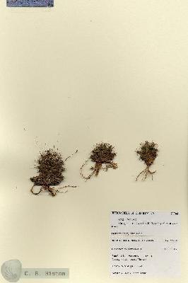 URN_catalog_HBHinton_herbarium_27763.jpg.jpg