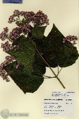 URN_catalog_HBHinton_herbarium_27816.jpg.jpg