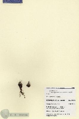 URN_catalog_HBHinton_herbarium_27870.jpg.jpg