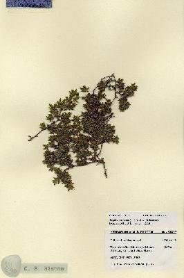 URN_catalog_HBHinton_herbarium_27823.jpg.jpg