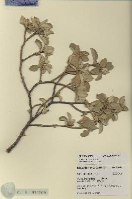 URN_catalog_HBHinton_herbarium_27851.jpg.jpg