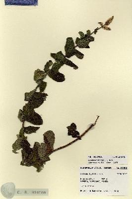 URN_catalog_HBHinton_herbarium_27852.jpg.jpg
