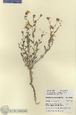 URN_catalog_HBHinton_herbarium_27839.jpg.jpg